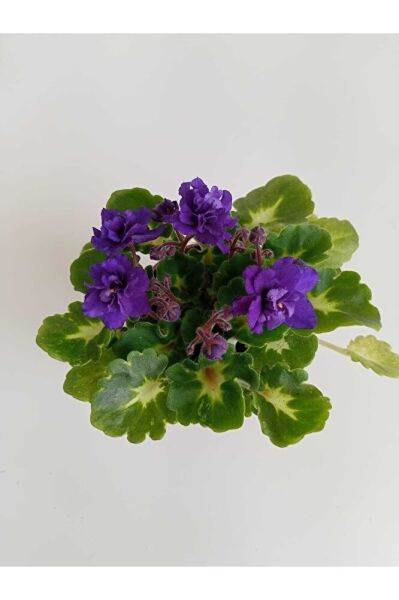 The Best Online Afrika Menekşesi 2'li Süpriz Renk