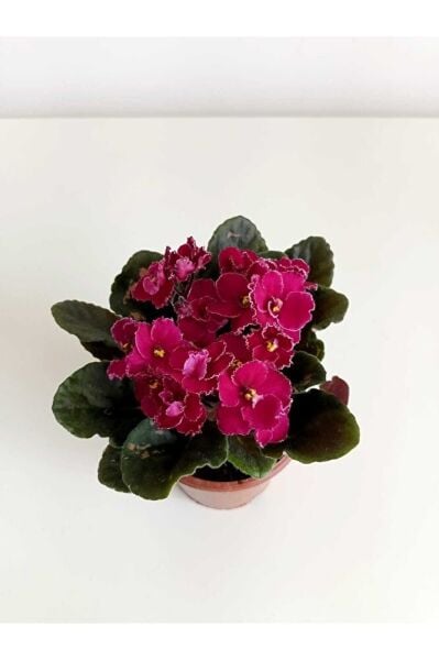 The Best Online Afrika Menekşesi 2'li Süpriz Renk