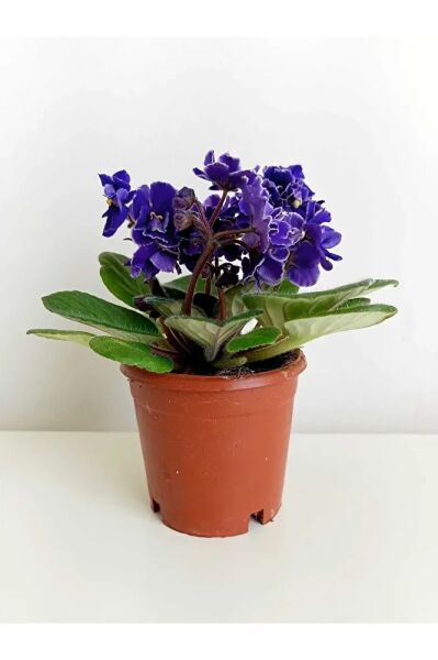 The Best Online Afrika Menekşesi 2'li Süpriz Renk