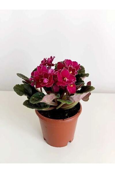 The Best Online Afrika Menekşesi 2'li Süpriz Renk