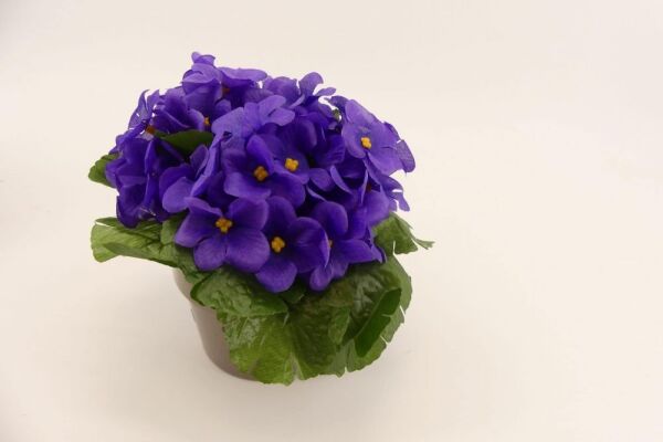 Thebestonline Bal Mumu Çiçeği