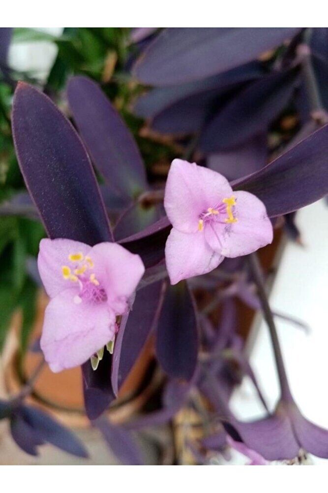 Mor aşk çiçeği fidesi