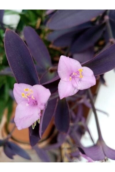 Mor aşk çiçeği fidesi