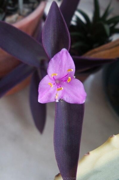 Mor aşk çiçeği fidesi