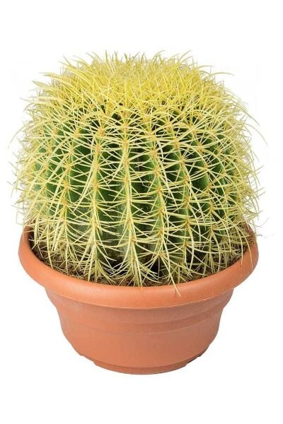 Thebestonline Altın Fıçı ( Altın Küp) Kaktüs, 20 - 30 Saksıda