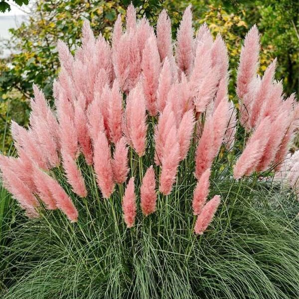 Thebestonline Pembe Pampas Fidanı, Saksıda