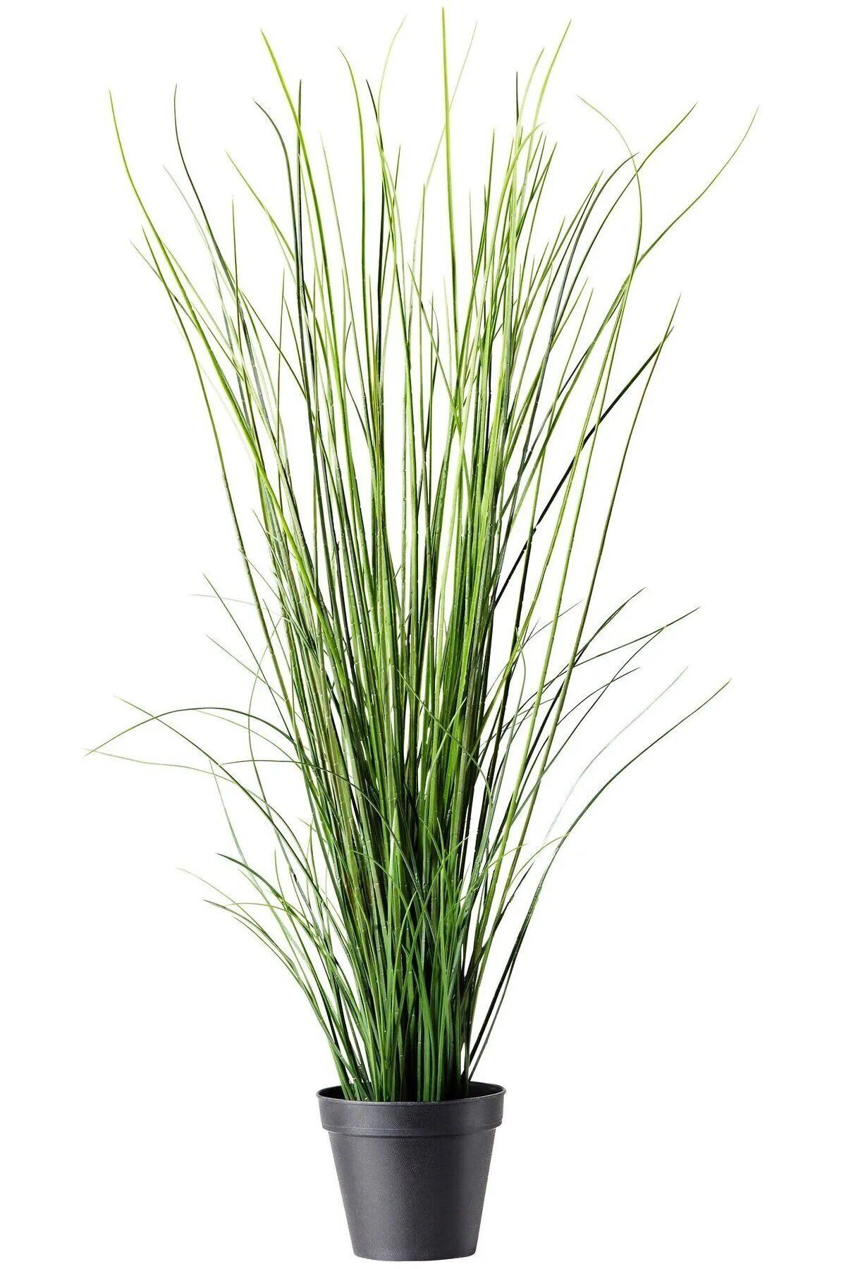 Thebestonline Pembe Pampas Fidanı, 3 Adet