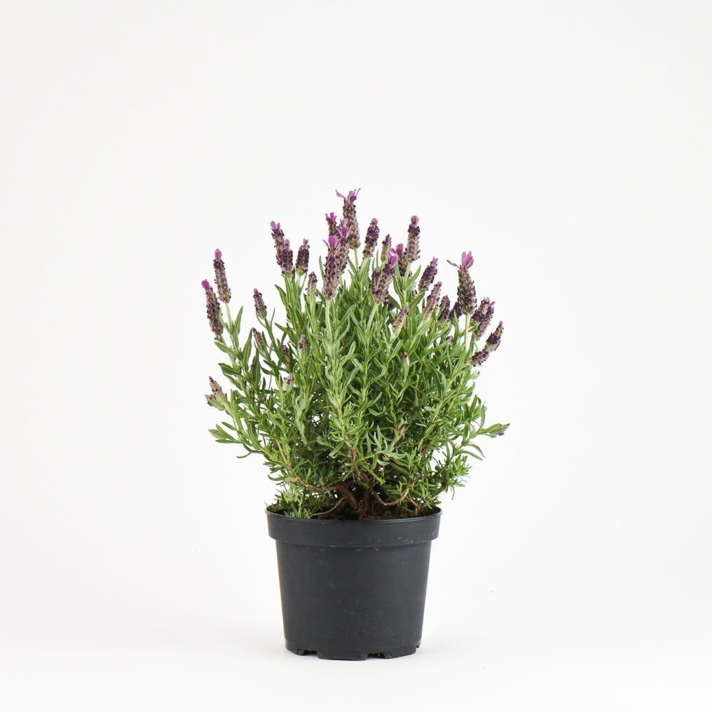 Thebestonline lavanta Fidanı (Lavandula officinalis)