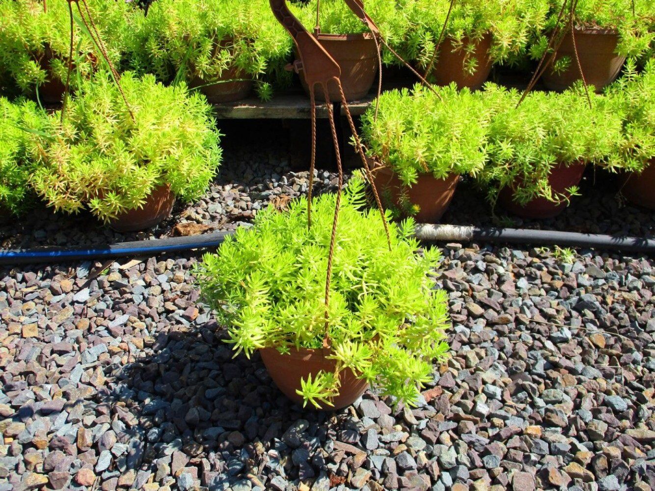 Thebestonline Askılı Sarı Sedum