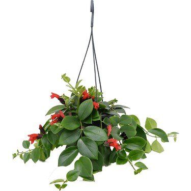 Thebestonline Askılı Ruj Çiçeği