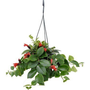 Thebestonline Askılı Ruj Çiçeği