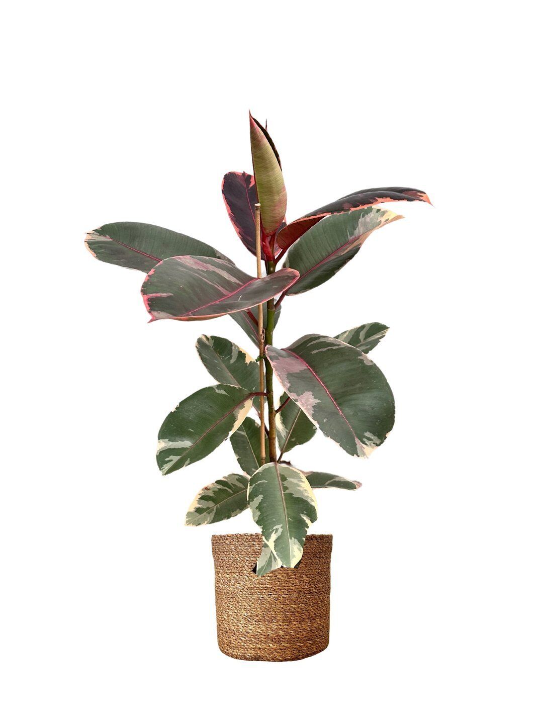 Thebestonline Pembe Alacalı Kauçuk, 60-80 cm