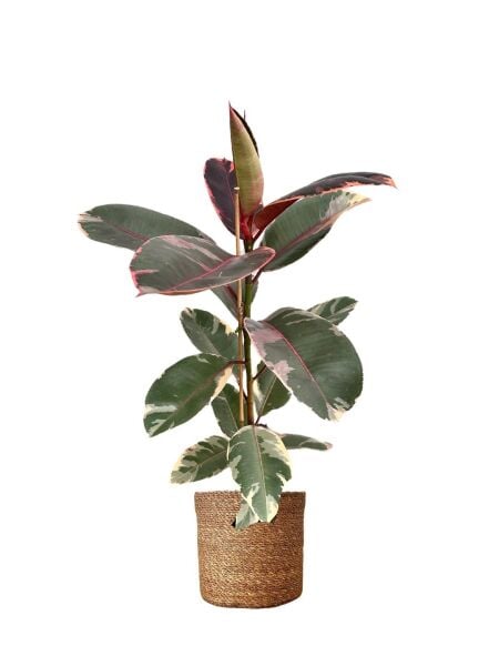 Thebestonline Pembe Alacalı Kauçuk, 60-80 cm