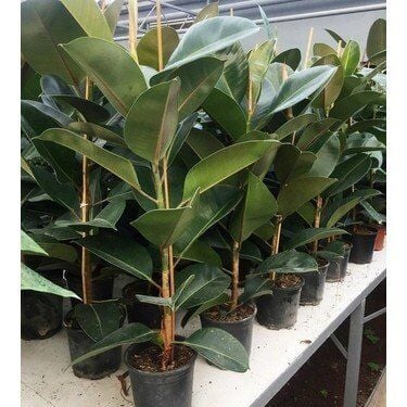 Thebestonline Yeşil Kauçuk Çiçeği, 60-80 cm