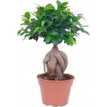 Thebestonline Ficus Bonsai, Gingseng Bonsai