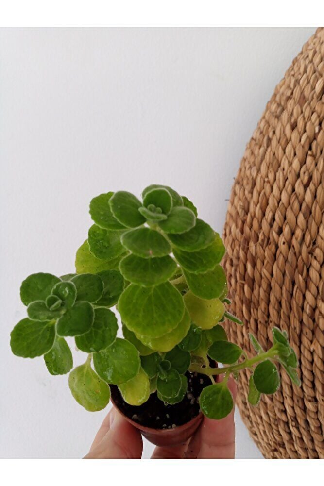 Küba Kekiği Sukulent