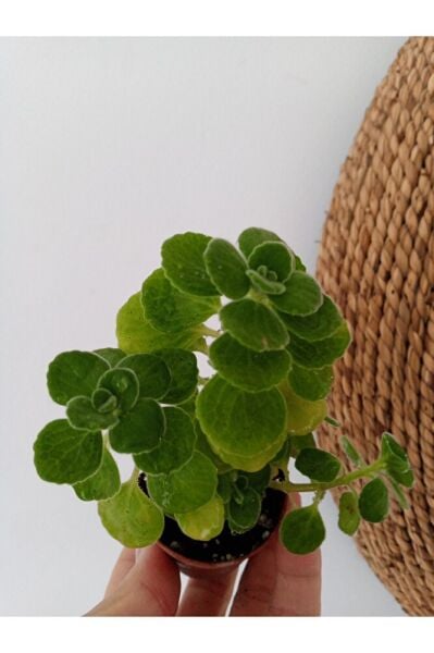 Küba Kekiği Sukulent