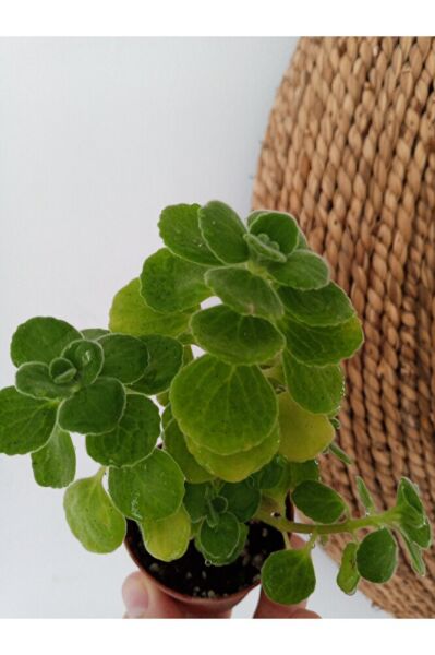 Küba Kekiği Sukulent