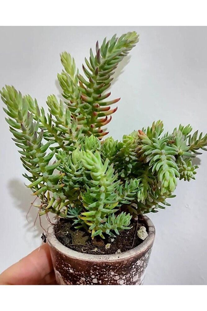 (2adet) Mavi sedum cicegi fidesi-(10-15 cm ) yer örtucu -mezar cicegi- kabir cicegi-yayilici bitki