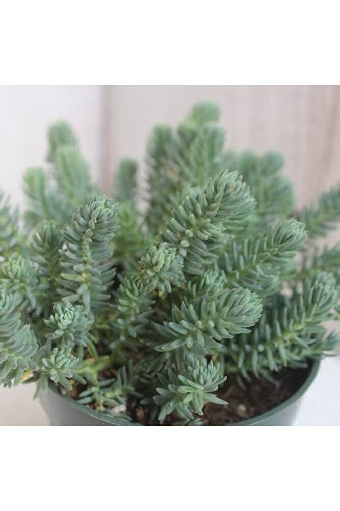 (5adet) Mavi sedum cicegi fidesi-(10-15 cm ) yer örtucu -mezar cicegi- kabir cicegi-yayilici bitki