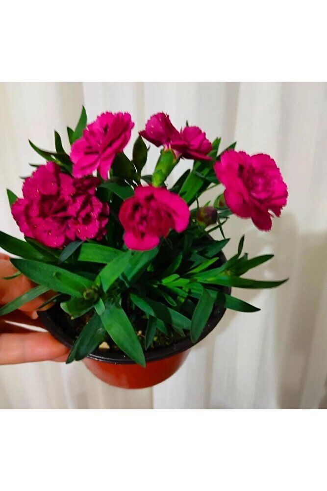 Karanfil -mis kokulu cicek (15-30cm)  fotograflar saksili gönderim tek ebat