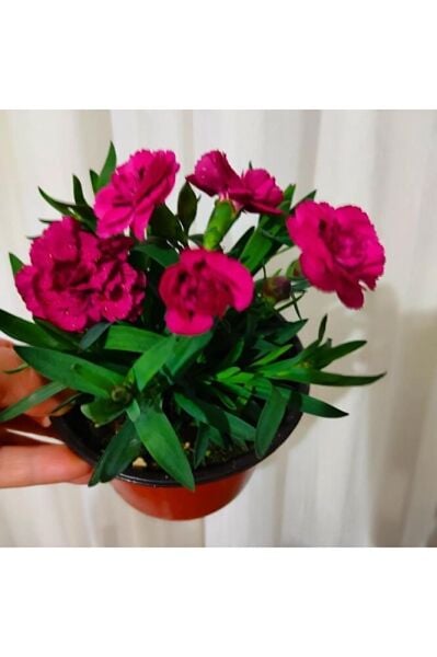 Karanfil -mis kokulu cicek (15-30cm)  fotograflar saksili gönderim tek ebat