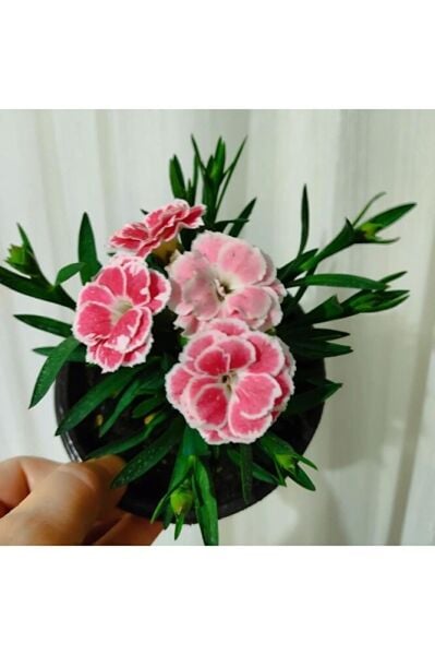 Karanfil -mis kokulu cicek (15-30cm)  fotograflar saksili gönderim tek ebat