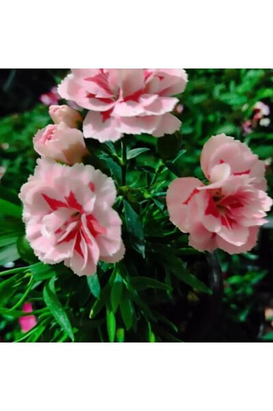 Karanfil -mis kokulu cicek (15-30cm)  fotograflar saksili gönderim tek ebat