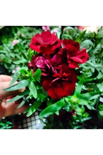 Karanfil -mis kokulu cicek (15-30cm)  fotograflar saksili gönderim tek ebat