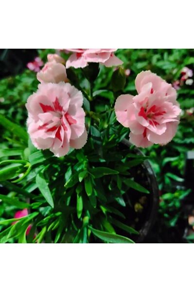 Karanfil -mis kokulu cicek (15-30cm)  fotograflar saksili gönderim tek ebat