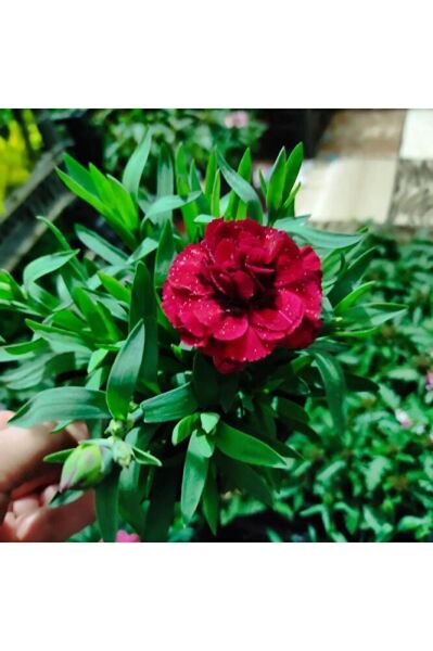 Karanfil -mis kokulu cicek (15-30cm)  fotograflar saksili gönderim tek ebat