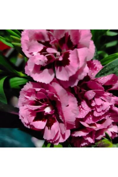 Karanfil -mis kokulu cicek (15-30cm)  fotograflar saksili gönderim tek ebat