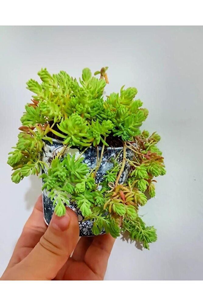 (5adet)Kaya sedum cicegi - (10-15 cm ) yer örtucu -mezar bittkisi -kabir cicegi-yayilici cicek