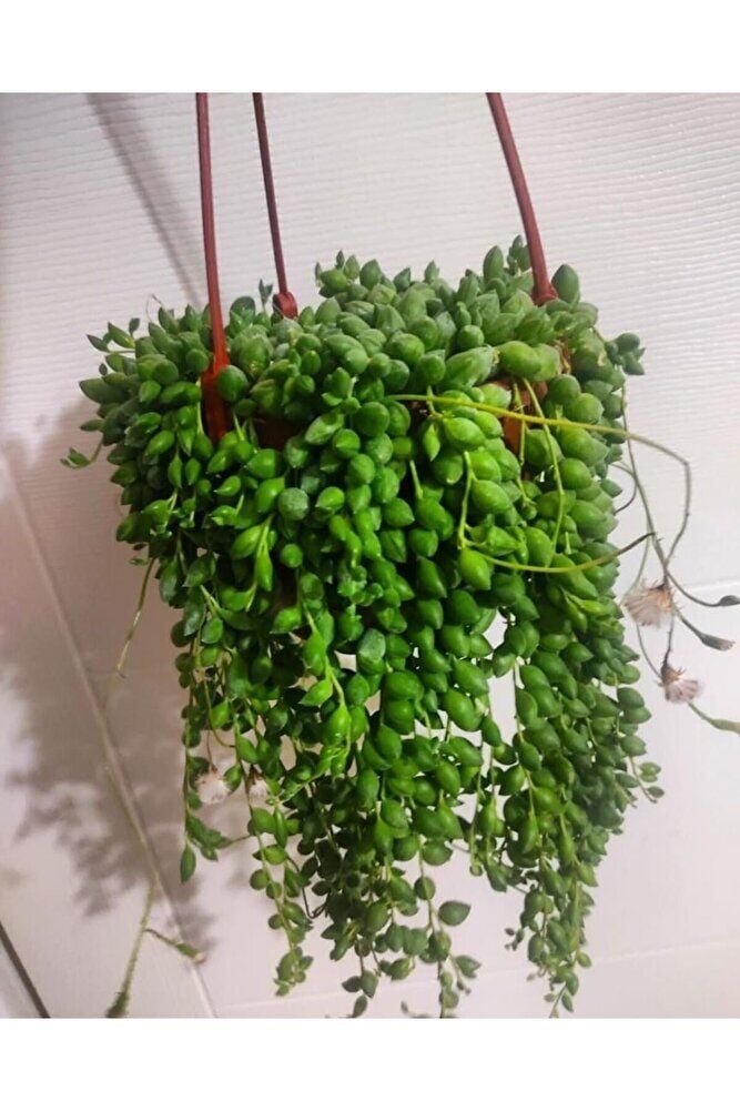 Tesbih cicegi - askili-tomurcuklu dolgun form