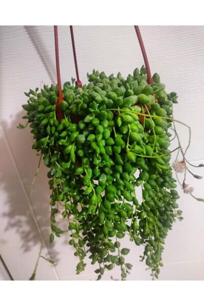 Tesbih cicegi - askili-tomurcuklu dolgun form