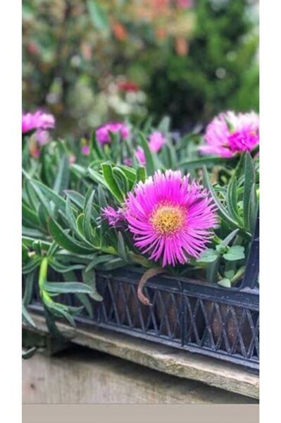 3 Adet )kaz Ayağı Fidesi -dikime Hazir (15-25CM) Tomurcuklu