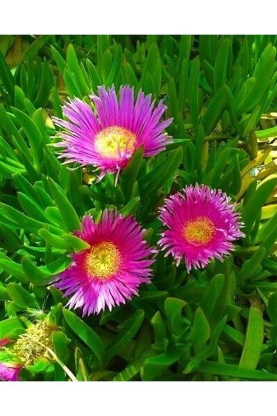 3 Adet )kaz Ayağı Fidesi -dikime Hazir (15-25CM) Tomurcuklu