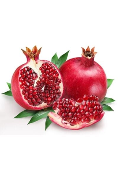 Tüplü Hicaz Nar Fidanı 2 Yaş