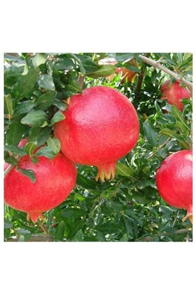 Tüplü Hicaz Nar Fidanı 2 Yaş