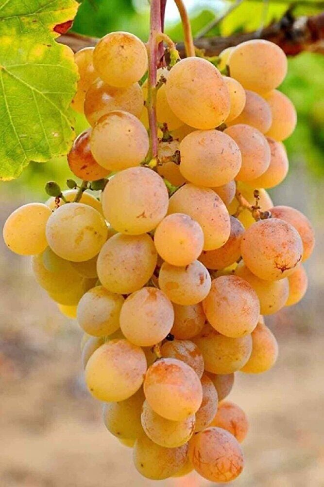 Ata Sarısı Üzüm Fidanı Tüplü 20 – 30 Cm 1 Yaşında Aşılı Yüksek Verimli