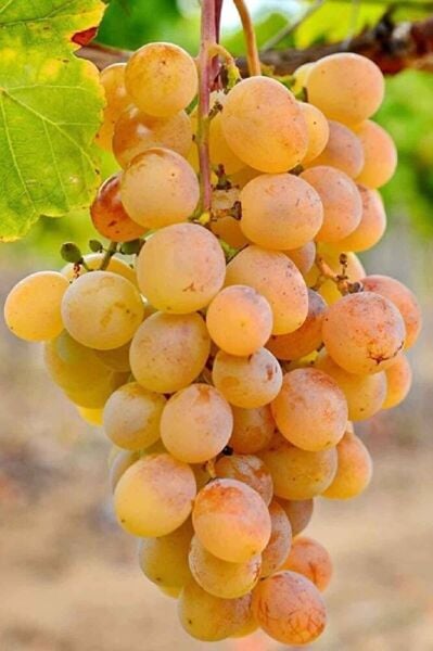 Ata Sarısı Üzüm Fidanı Tüplü 20 – 30 Cm 1 Yaşında Aşılı Yüksek Verimli