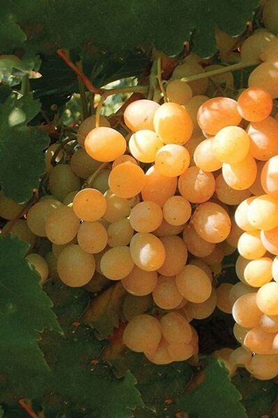 Ata Sarısı Üzüm Fidanı Tüplü 20 – 30 Cm 1 Yaşında Aşılı Yüksek Verimli