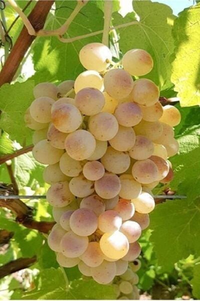 Ata Sarısı Üzüm Fidanı Tüplü 20 – 30 Cm 1 Yaşında Aşılı Yüksek Verimli