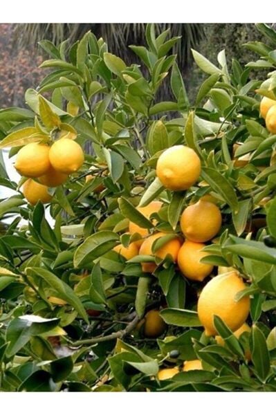 Tüplü Yediveren Limon Fidanı 2 Yaş Aşılı Saksı Yetiştiriciliğine Uygun (90-150 CM)
