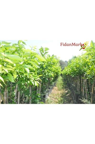 Tüplü Yediveren Limon Fidanı 2 Yaş Aşılı Saksı Yetiştiriciliğine Uygun (90-150 CM)