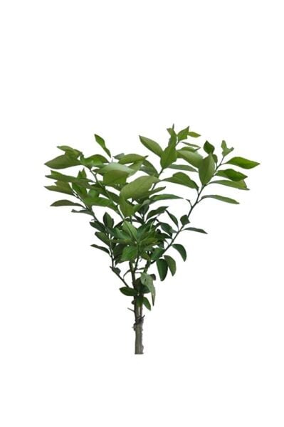 Tüplü Yediveren Limon Fidanı 2 Yaş Aşılı Saksı Yetiştiriciliğine Uygun (90-150 CM)