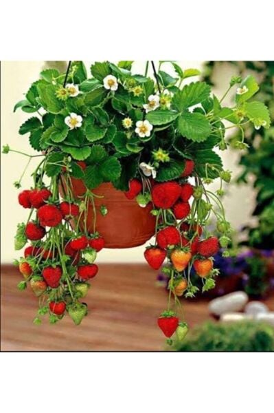 Yediveren Çilek Fidanı 1 Saksıda 3 Fide Bol Verimli