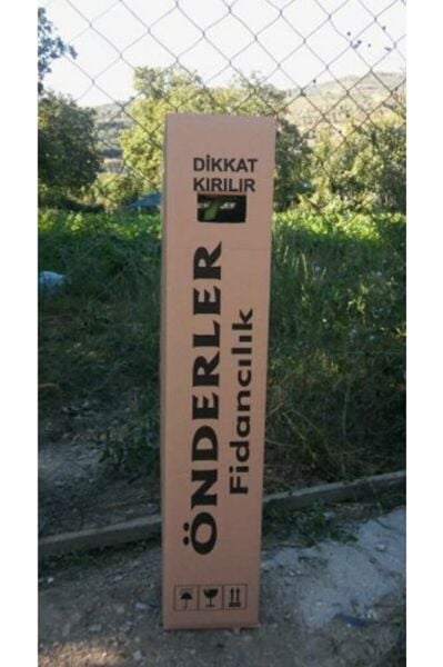 Yediveren Çilek Fidanı 1 Saksıda 3 Fide Bol Verimli