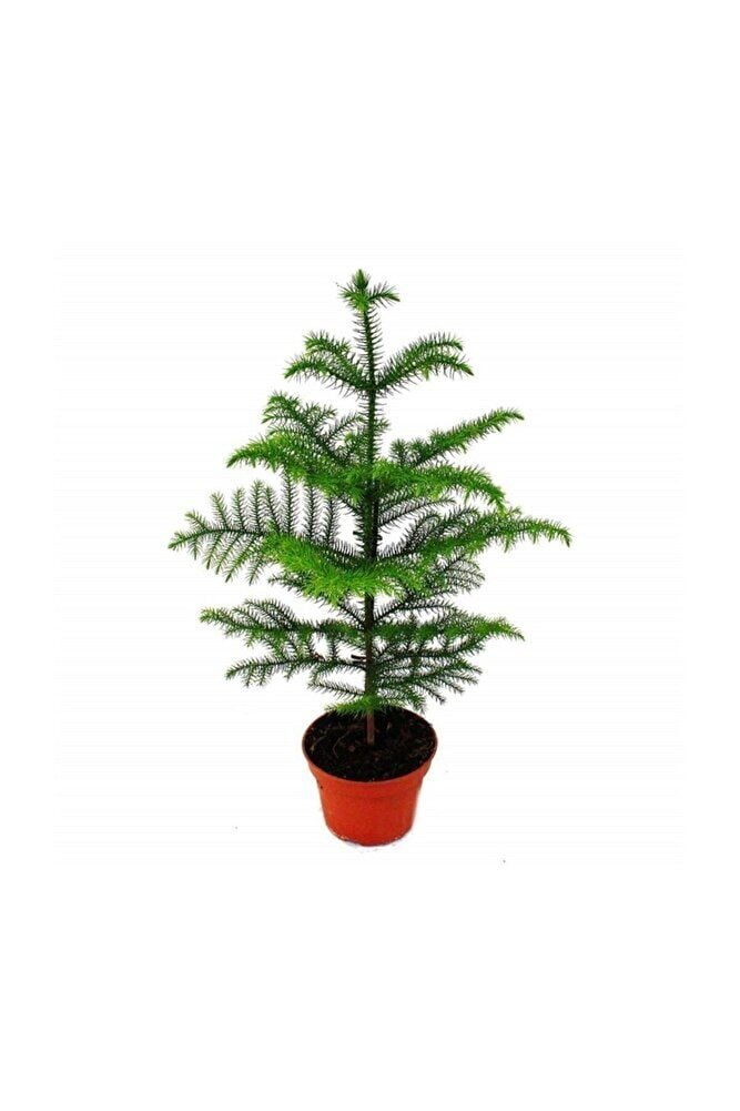 Salon Çamı Arokarya Araucaria 50 60 cm Ev Bitkisi Ofis Bitkisi Salon Bitkisi Çam Ağacı Iç Mekan Çam