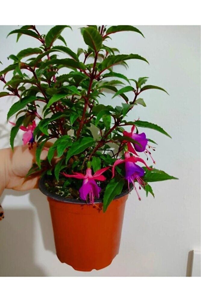 Küpeli Çicegi Fidanı (KİRMİZİ-MOR-BEYAZ-PEMBE RENK) 10-20 Cm